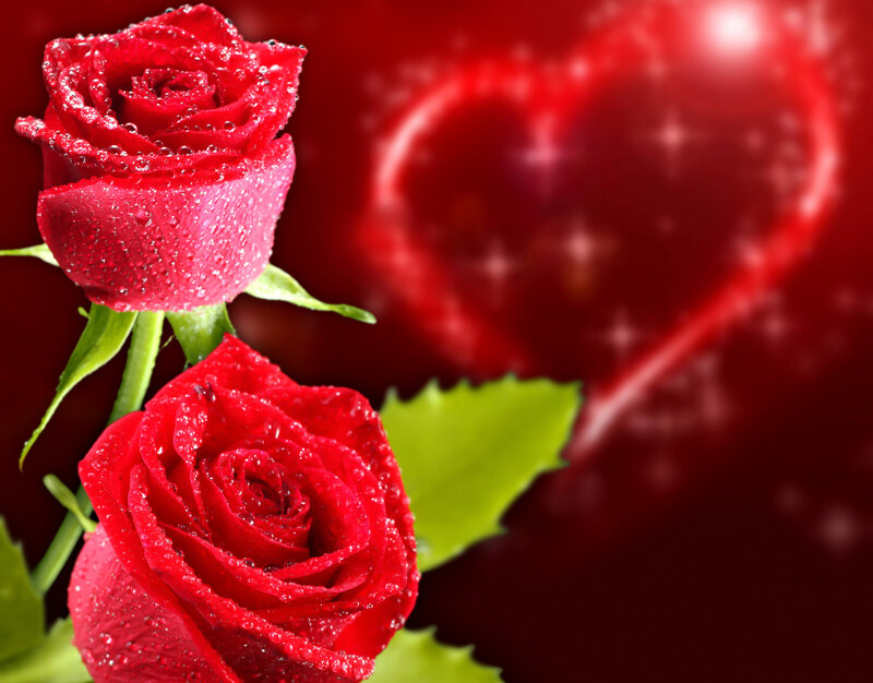 Two Red Roses — Romantic, Photograph, Heart, Water Droplets