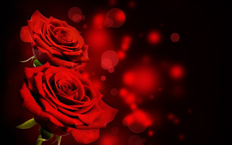 Two Red Roses — Romantic, Photograph, Petals