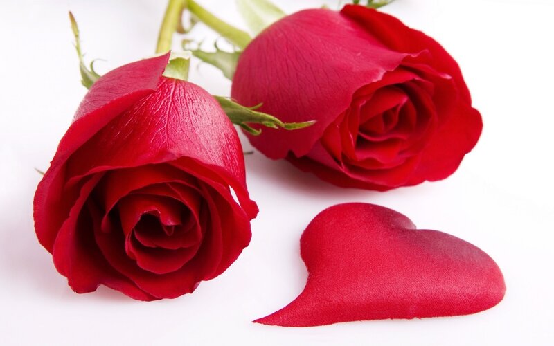 Two Red Roses — Romantic, Photograph, Rose Petals