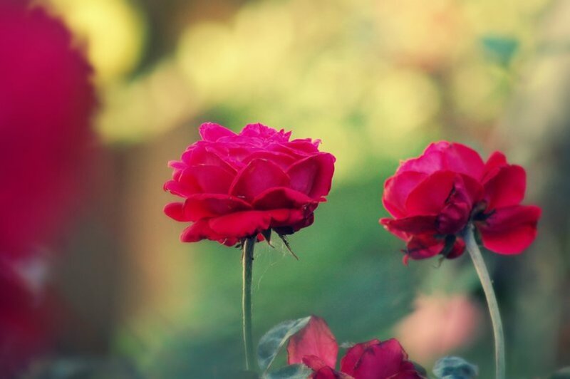 Two Red Roses — Serene, Afternoon, Photograph, Flower