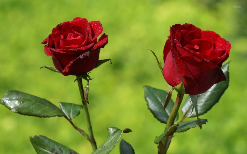 Two Red Roses — Serene, Afternoon, Photograph, Green Leaves, Stem, Grass