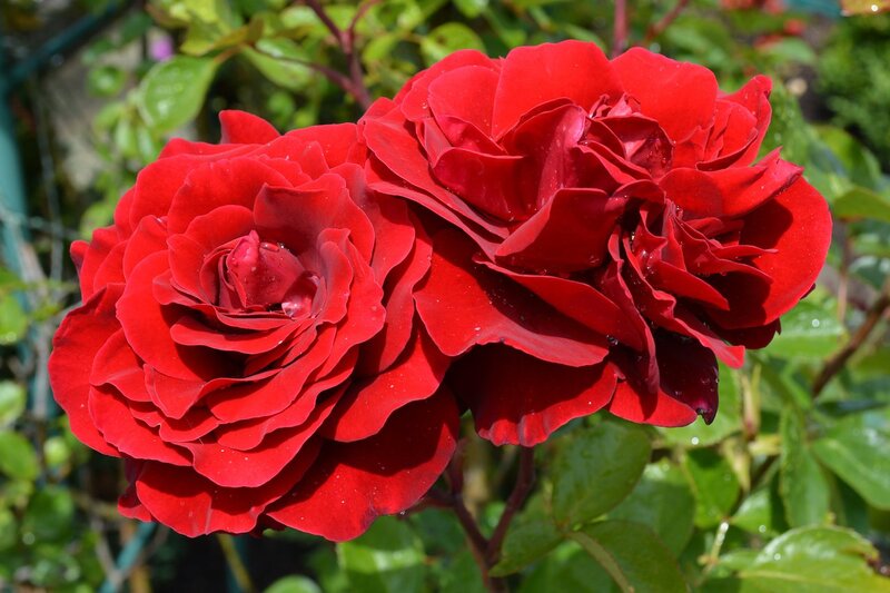Two Red Roses — Serene, Afternoon, Photograph, Green Leaves, Sunlight