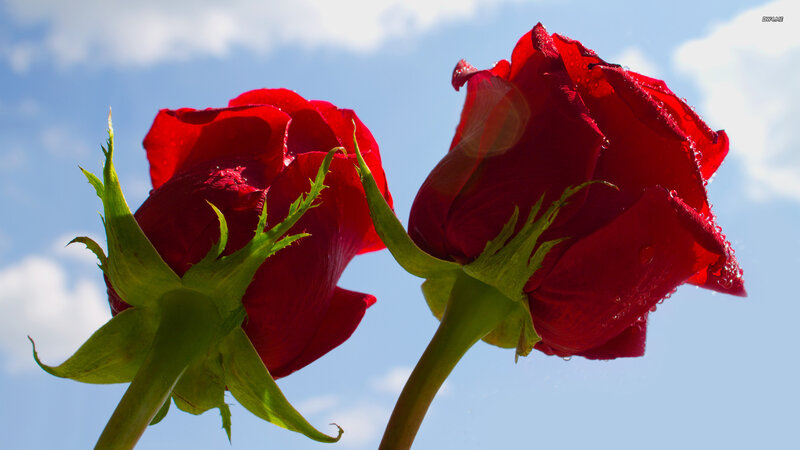 Two Red Roses — Serene, Afternoon, Photograph, Sky