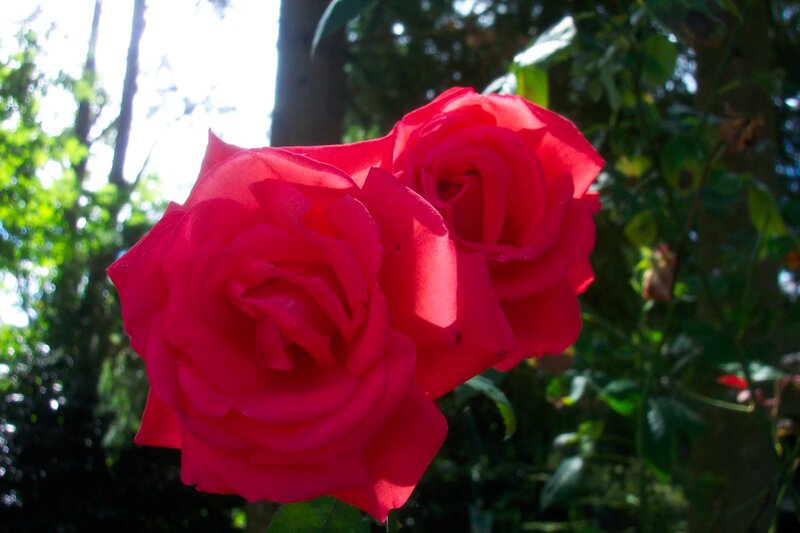 Two Red Roses — Serene, Afternoon