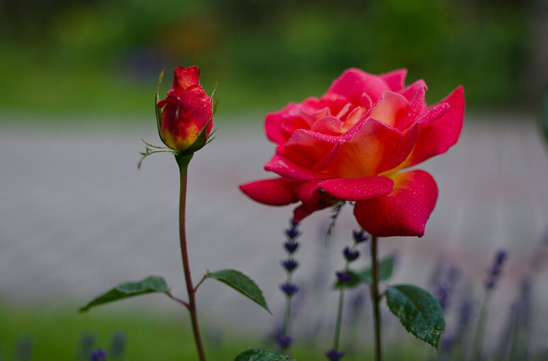 Two Red Roses — Serene, Morning