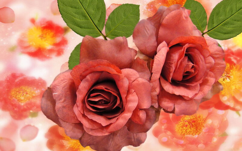 Two Red Roses — Serene, Photograph, Green Leaves