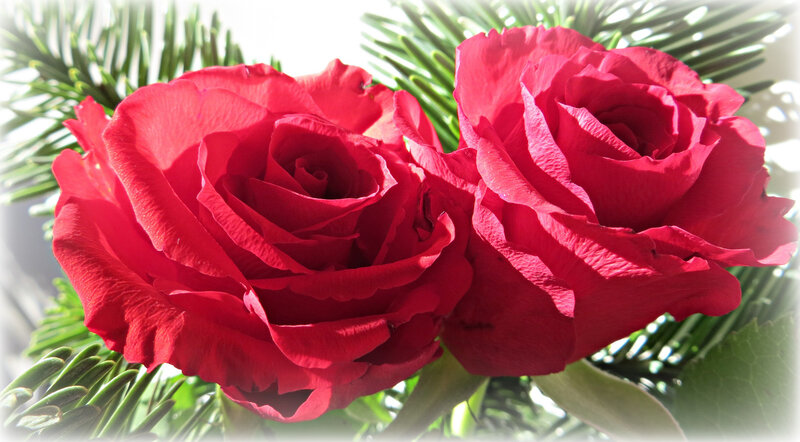 Two Red Roses — Serene, Photograph, Green Pine Needles