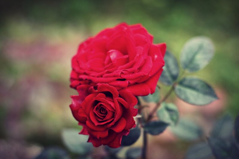 Two Red Roses — Serene, Photograph, Leaves, Stem