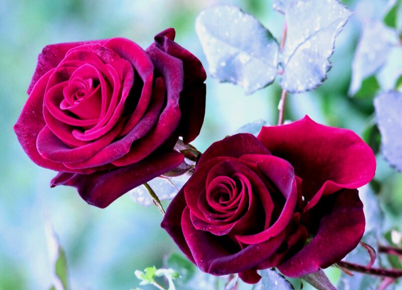 Two Red Roses — Serene, Photograph, Leaves