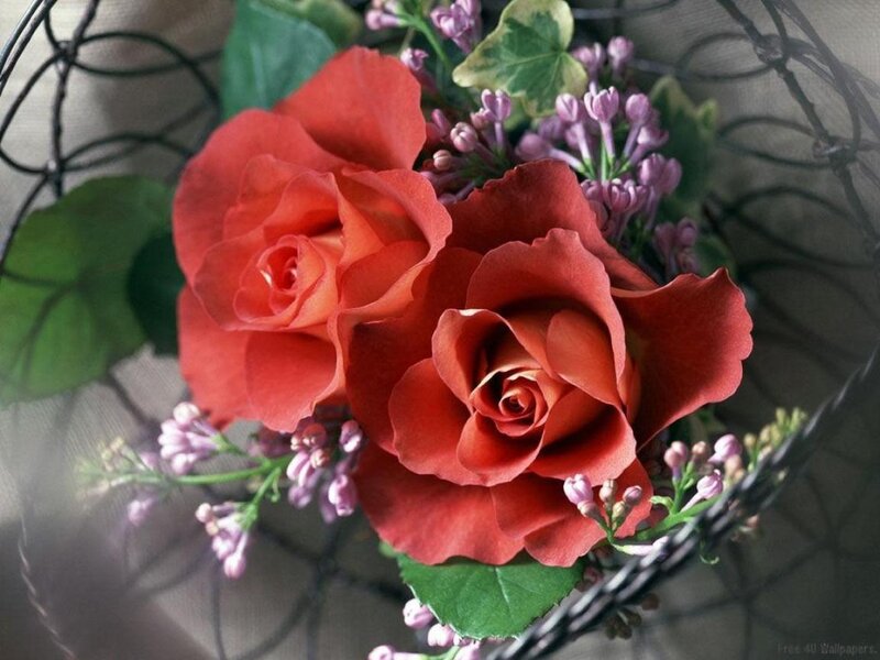 Two Red Roses — Serene, Photograph