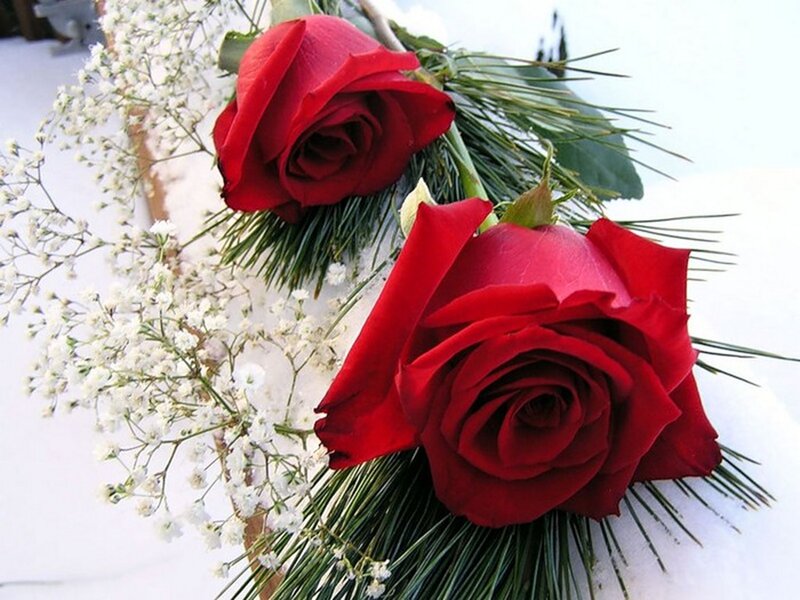 Two Red Roses — Serene, Winter, Photograph