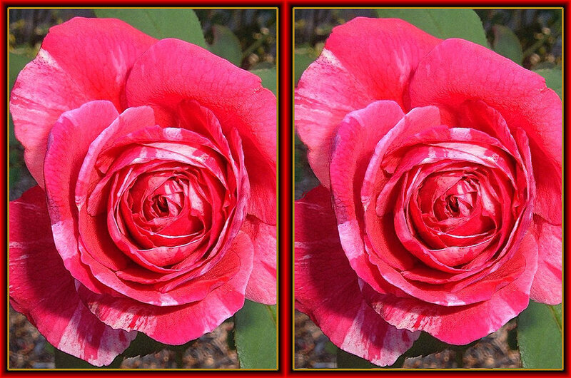 Two red roses side by side