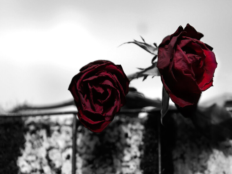 Two Red Roses — Somber