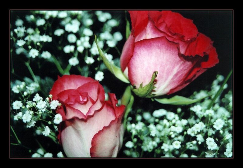 Two red roses with baby's breath