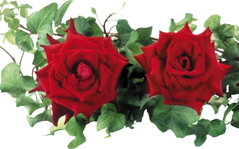 Two red roses with ivy