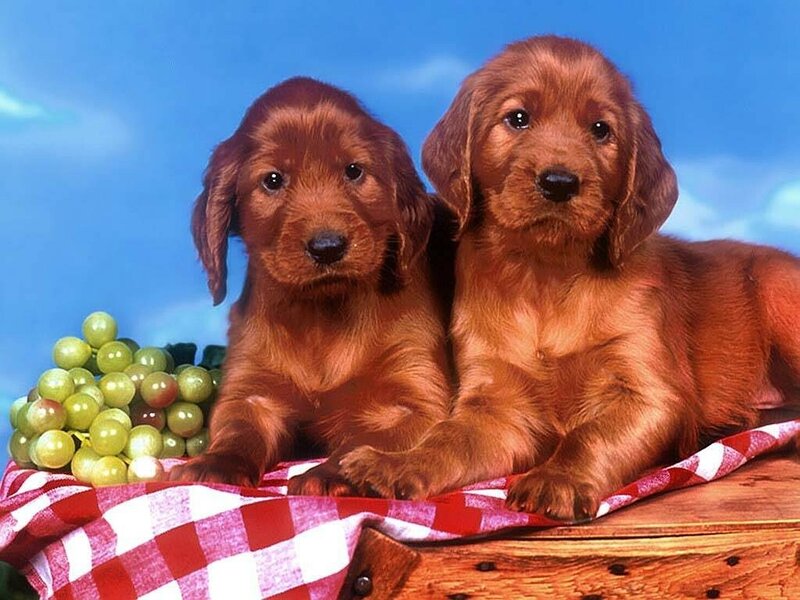 Two Red Setter Puppies