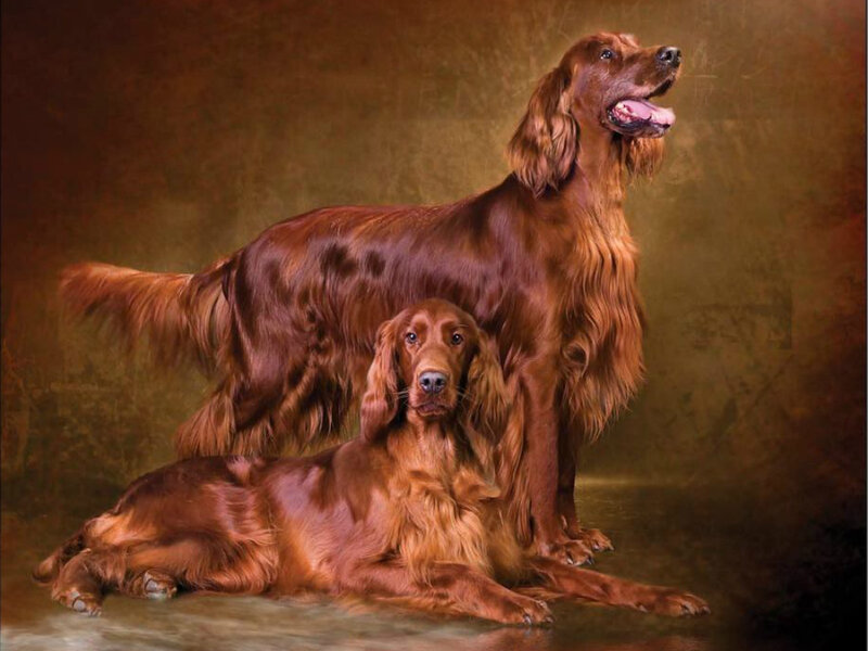 Two Red Setters