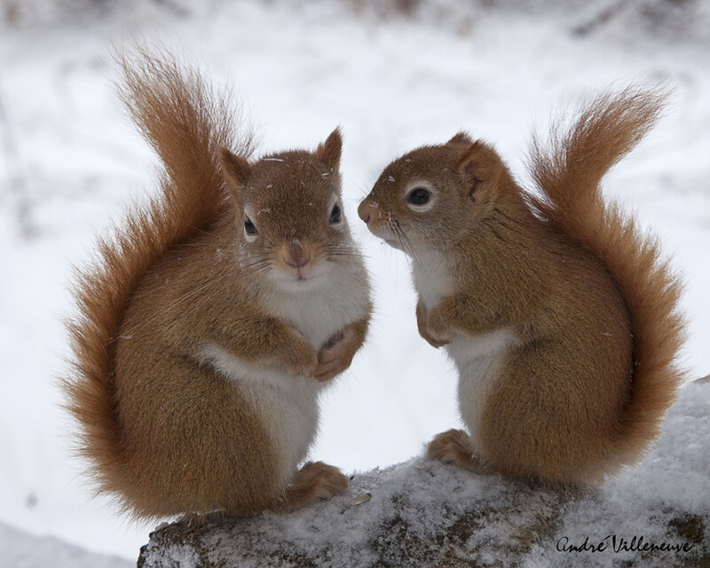 Two Red Squirrels — Brown, Calm