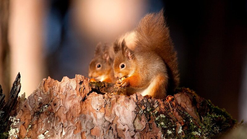 Two Red Squirrels — Brown, Natural, Sunset, Photograph