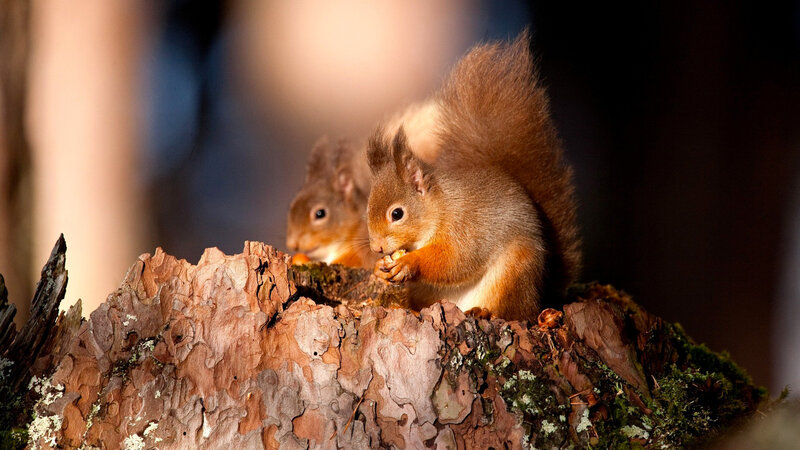 Two Red Squirrels — Brown, Natural, Sunset