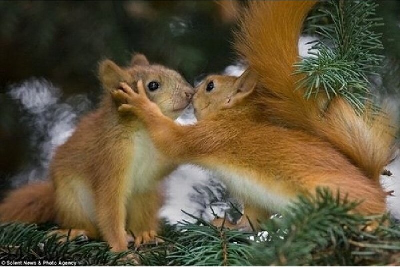 Two Red Squirrels — Brown, Peaceful