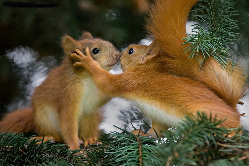 Two Red Squirrels — Brown, Peaceful, Winter