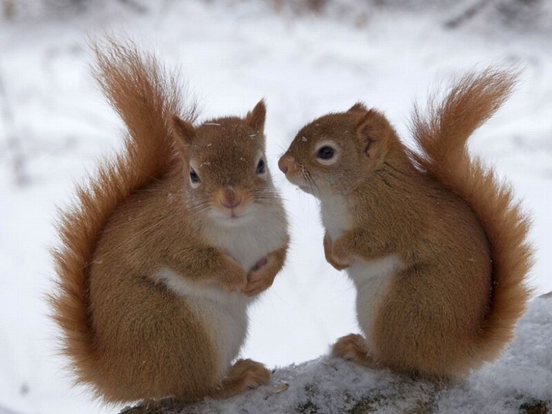 Two Red Squirrels — Brown