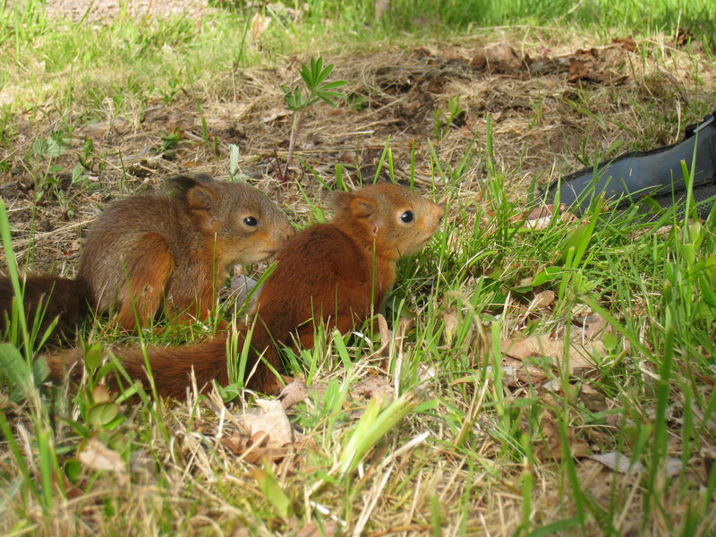 Two Red Squirrels — Green, Calm