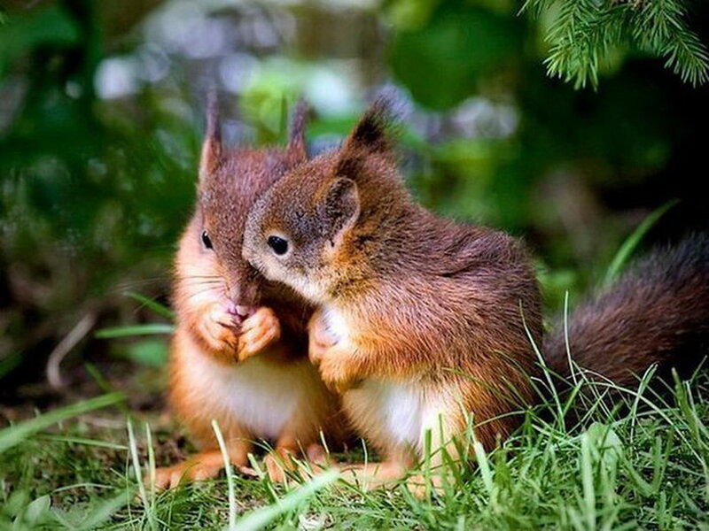 Two Red Squirrels — Green