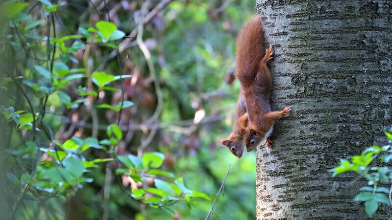 Two Red Squirrels on Tree