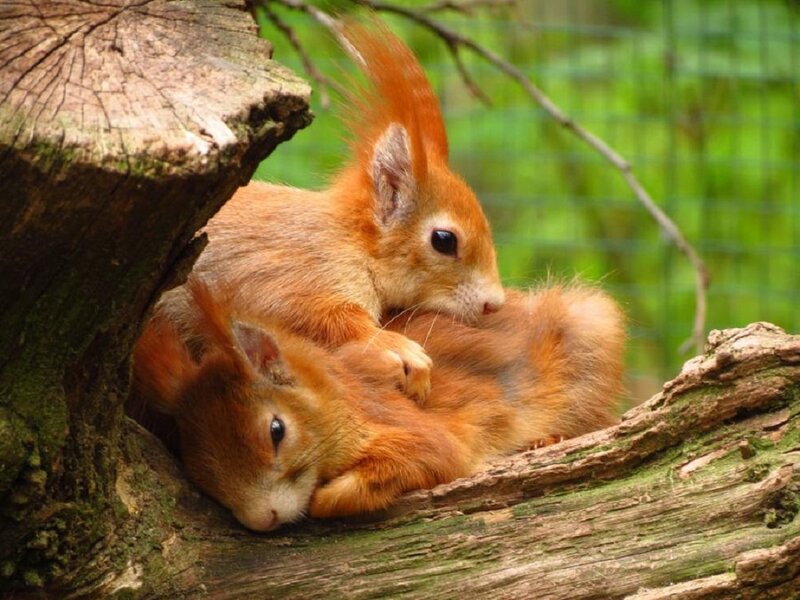 Two Red Squirrels — Peaceful, Photograph