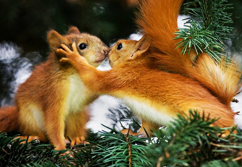 Two Red Squirrels — Peaceful