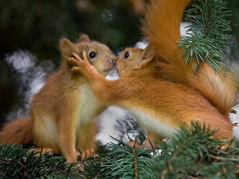 Two Red Squirrels — Peaceful, Winter
