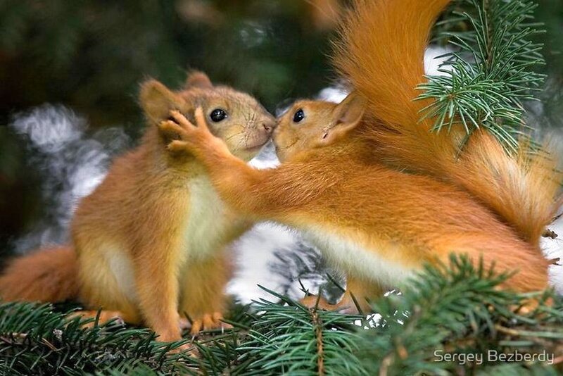 Two Red Squirrels — Playful