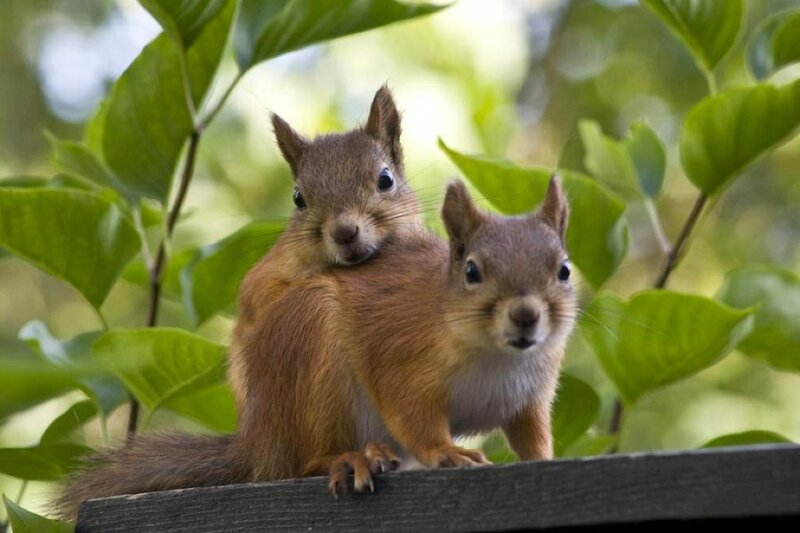 Two Red Squirrels