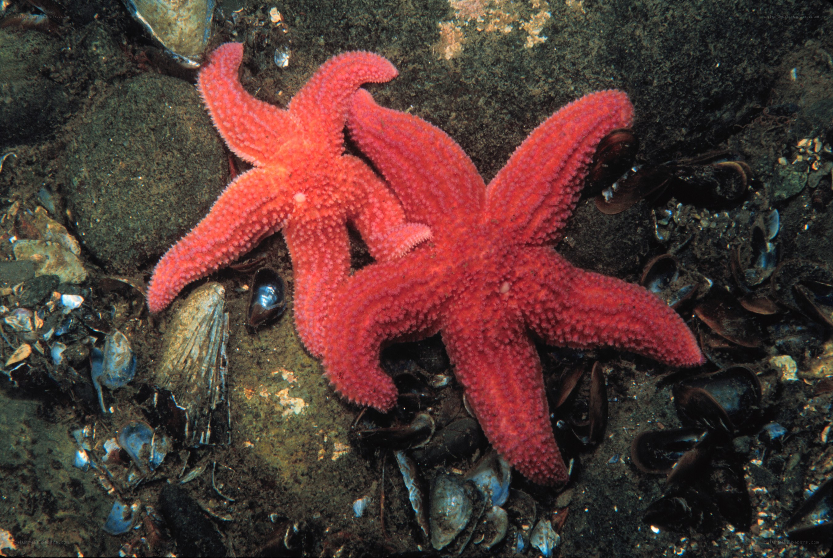 Two red starfish on rocky seabed