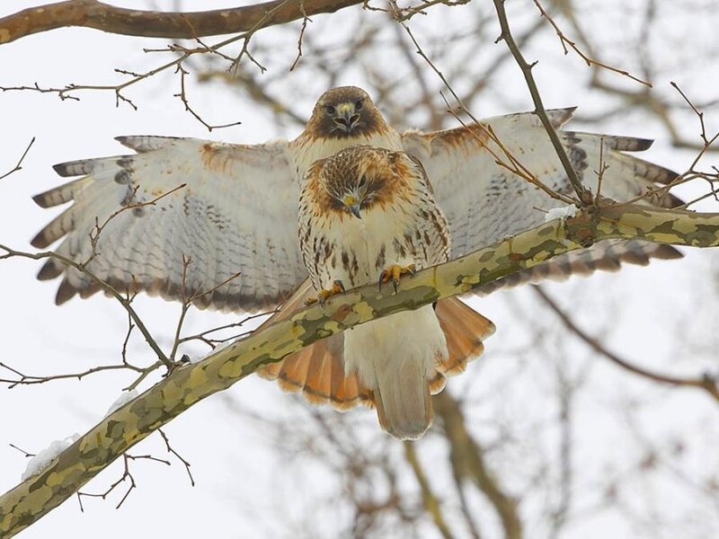 Two Red-tailed Hawks — Brown