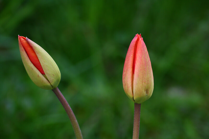 Two red tulip buds