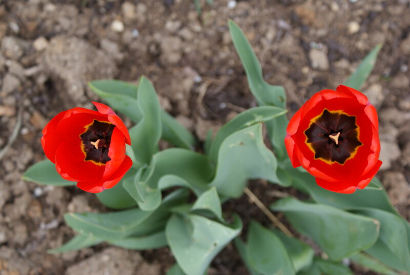 Two Red Tulips — Calm, Spring, Photograph, Green Leaves