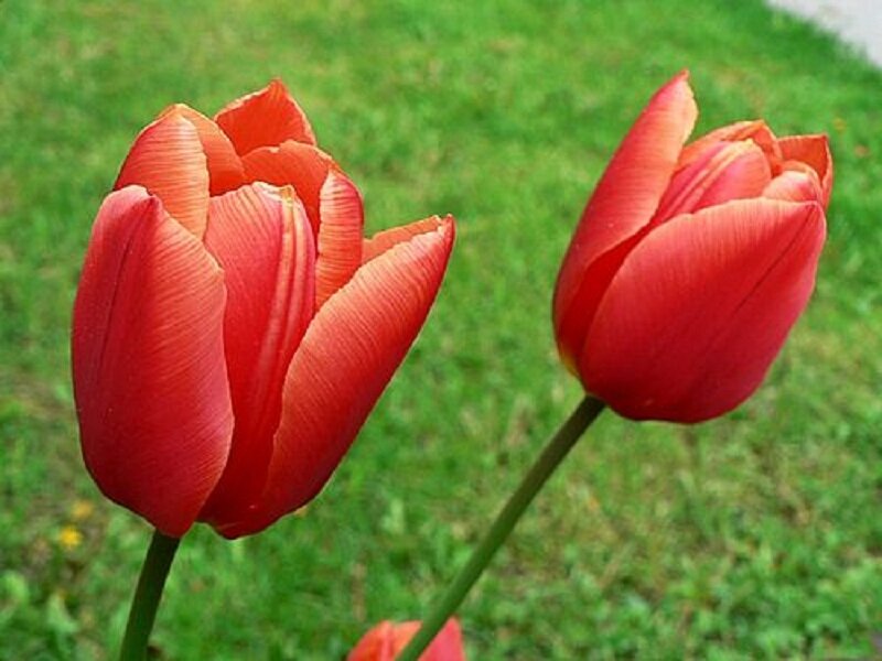 Two Red Tulips — Calm, Spring, Photograph