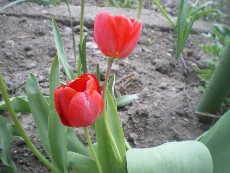 Two Red Tulips — Calm, Spring