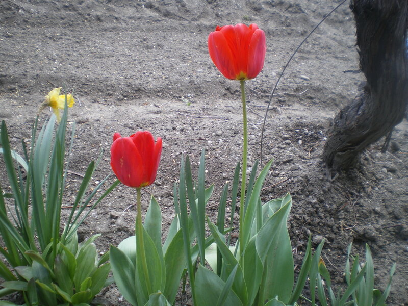 Two Red Tulips — Calm
