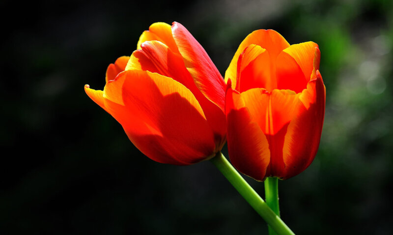 Two Red Tulips — Dramatic, Photograph, Flower