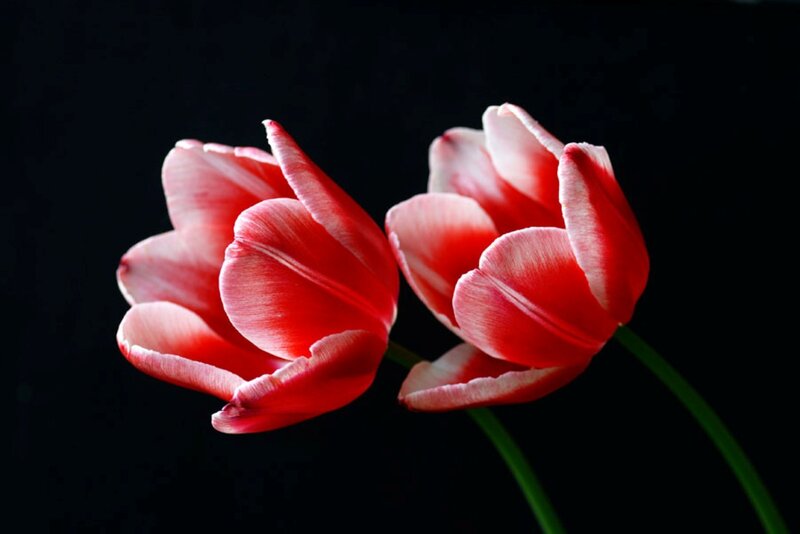 Two Red Tulips — Dramatic, Photograph, Flowers