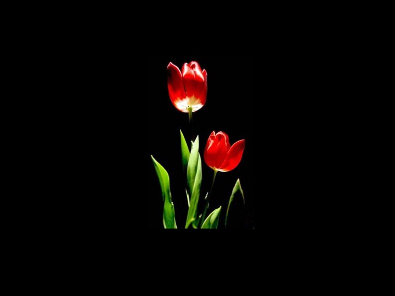 Two Red Tulips — Dramatic, Photograph, Green Leaves, Black Background, Green