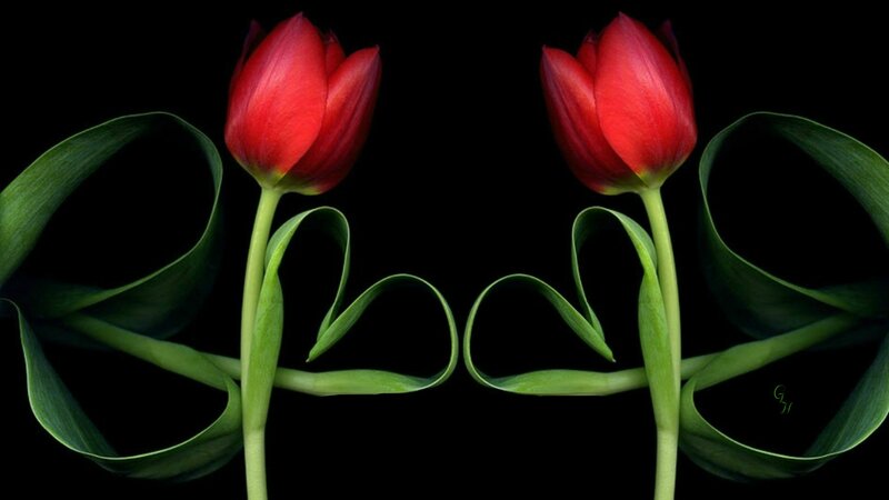 Two Red Tulips — Dramatic, Photograph, Green Leaves, Black Background