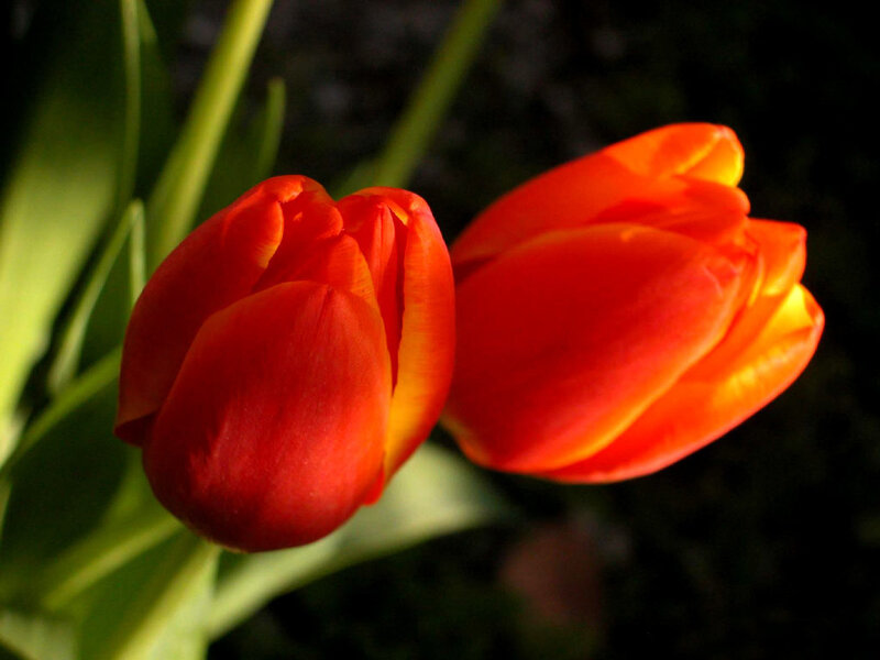 Two Red Tulips — Dramatic, Photograph, Green Leaves