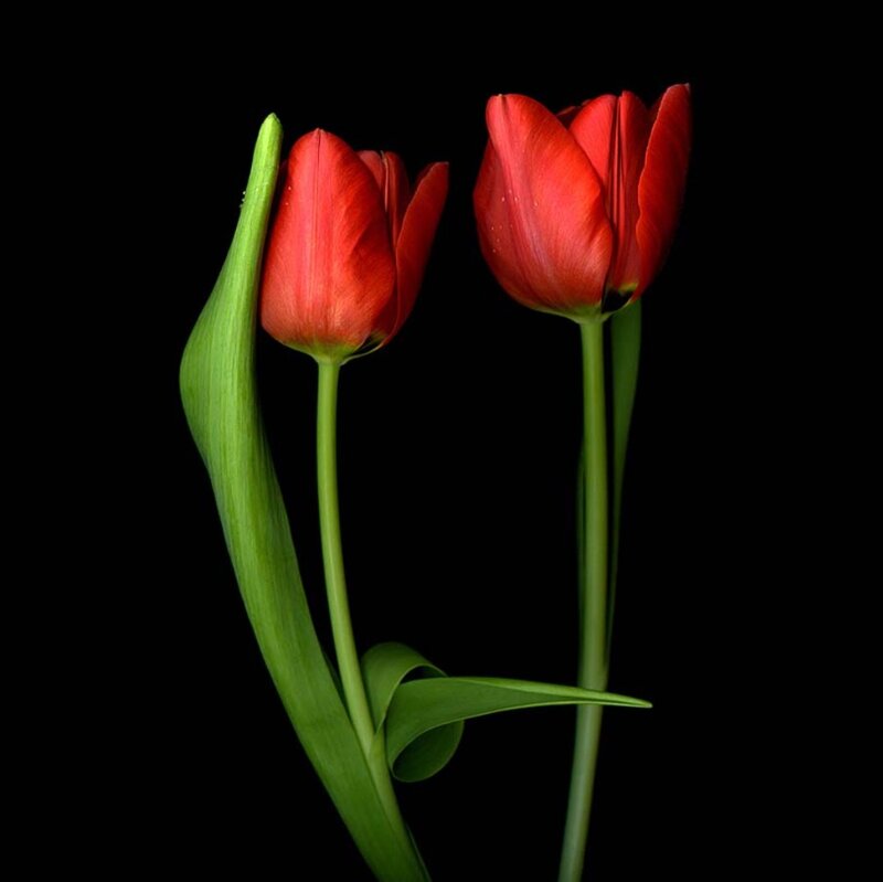 Two Red Tulips — Dramatic, Photograph, Green Stems, Black Background