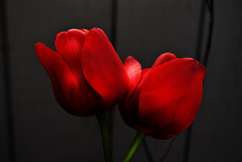 Two Red Tulips — Dramatic, Photograph, Green Stems