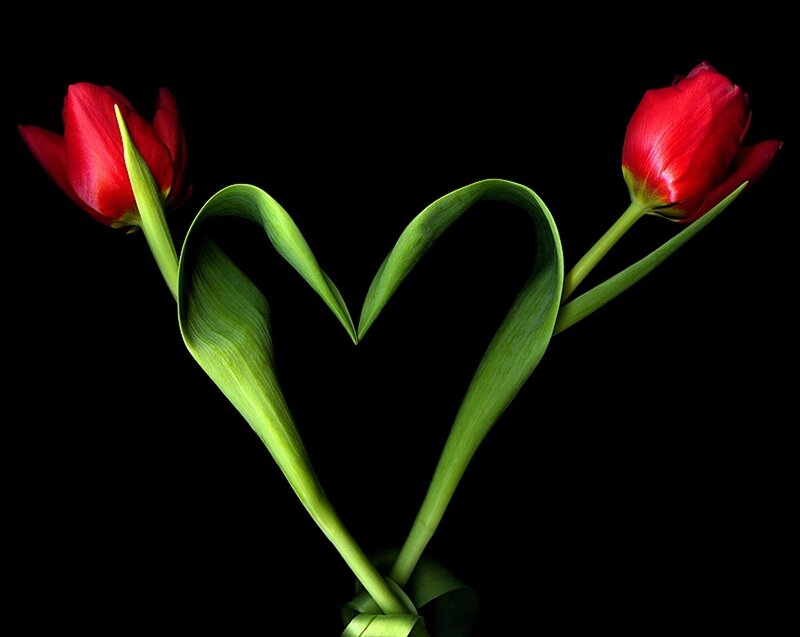 Two Red Tulips — Dramatic, Photograph, Heart Shape